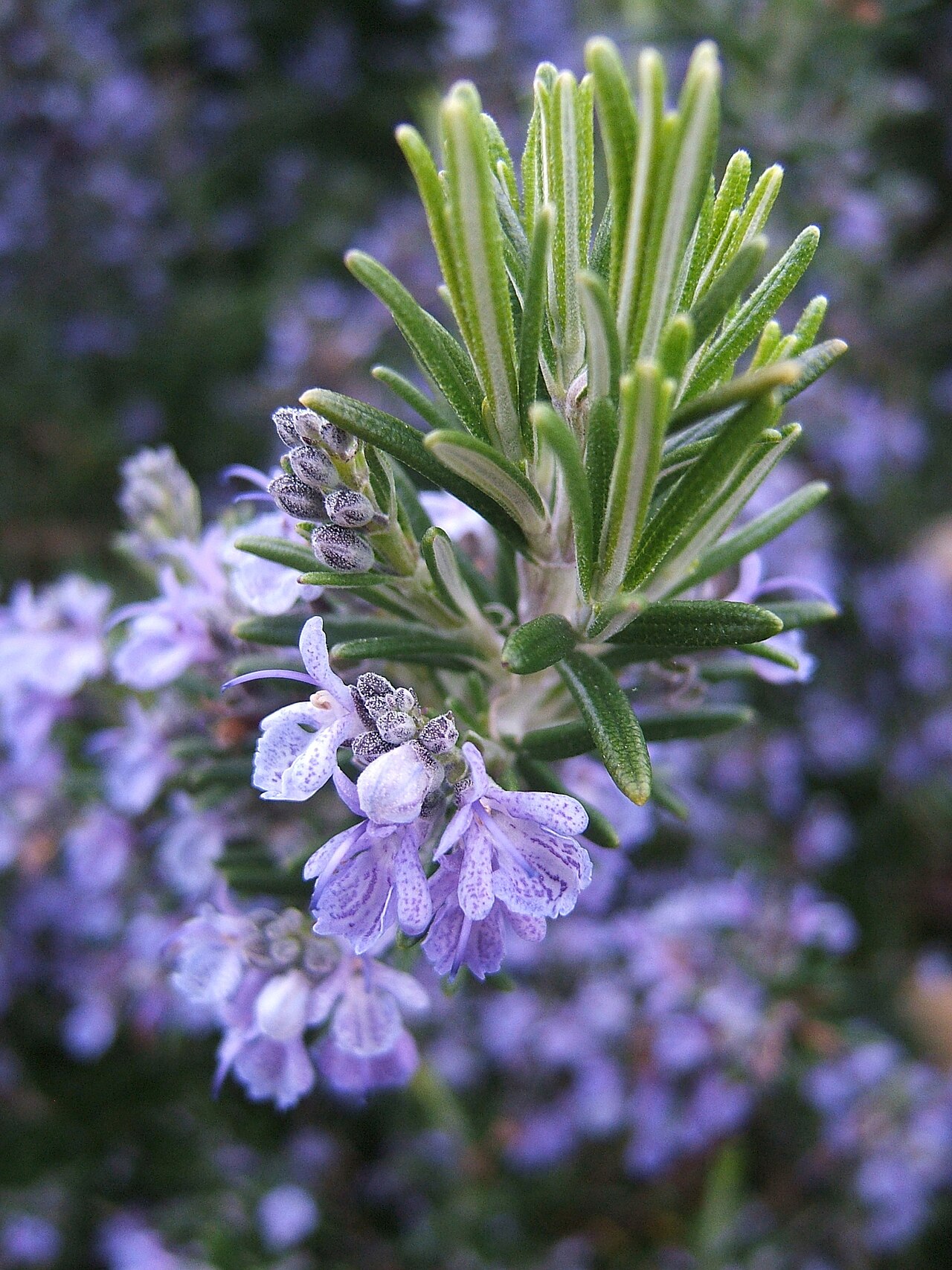 Rosemary Oil for Hair Growth: Does It Actually Work? (2026 Guide)